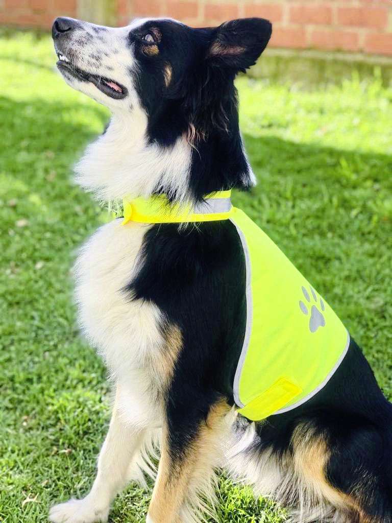 Stretchy Sicherheitsweste für Hunde Buenos Aires